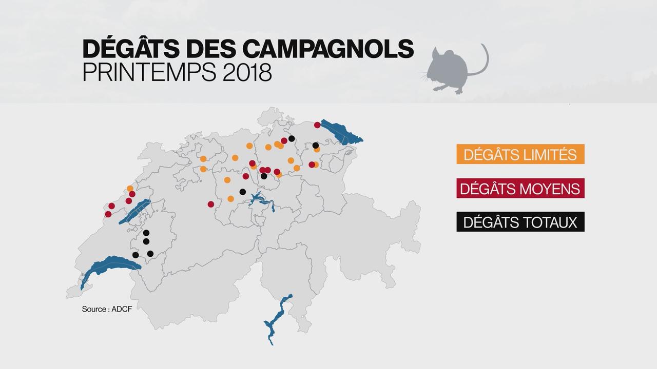 Les dégâts causés par les campagnols ce printemps. [RTS - DR]