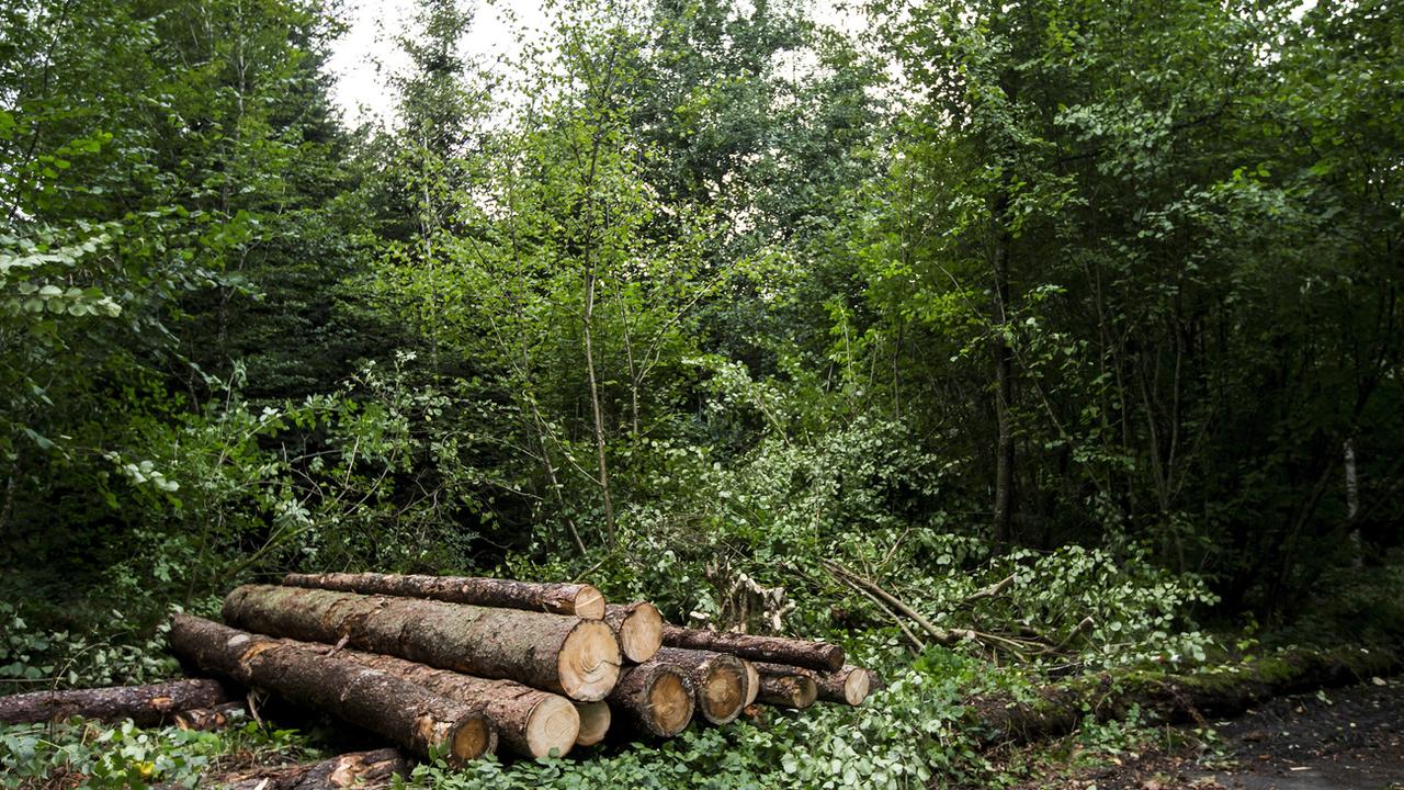 La coupe d'arbre peut permettre aux forêts de mieux s'adapter aux changements climatiques. [Keystone - Alexandra Wey]