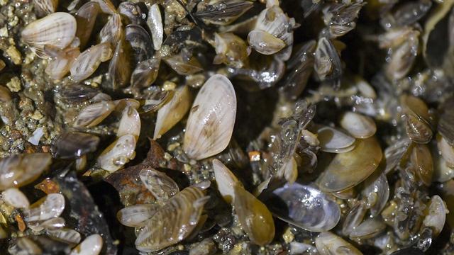 Le Lac de Constance est sous la menace d'une invasion de moules [Keystone/DPA - Patrick Seeger]