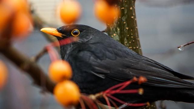 Le merle a été observé dans 79% des jardins. [Keystone/DPA - Frank Rumpenhorst]