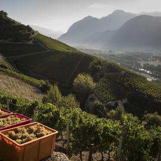 Le groupe vinicole Schenk réduira son carnet de commande de 10 à 20% auprès des viticulteurs. [Keystone - Alessandro della Valle]