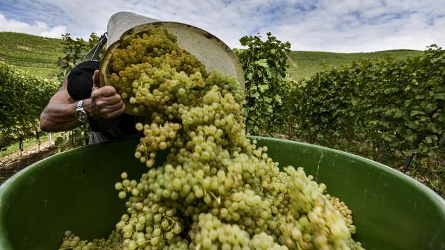 Les vendanges précoces annoncent un millésime de bonne qualité [Theophile Bloudanis]