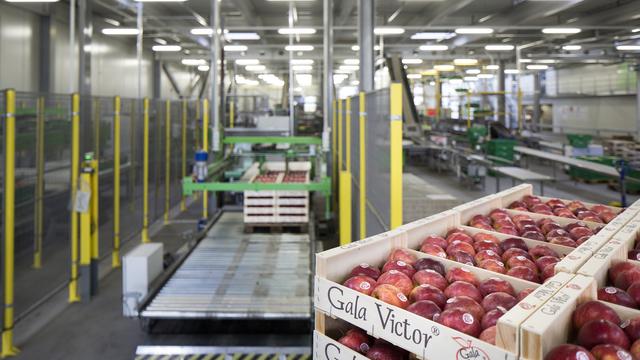 Des pommes emballées attendent leur transport dans la chambre froide puis dans le camion, photographiées le 30 avril 2014, dans l'entreprise Léman Fruits à Perroy, dans le canton de Vaud. Léman Fruits collabore avec Fenaco pour stocker, trier et emballer les fruits. [KEYSTONE - GAETAN BALLY]