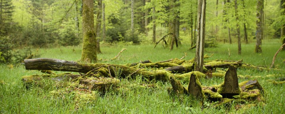 La sécheresse, l'azote et l'acidification des sols mettent à mal les forêts suisses [Keystone]