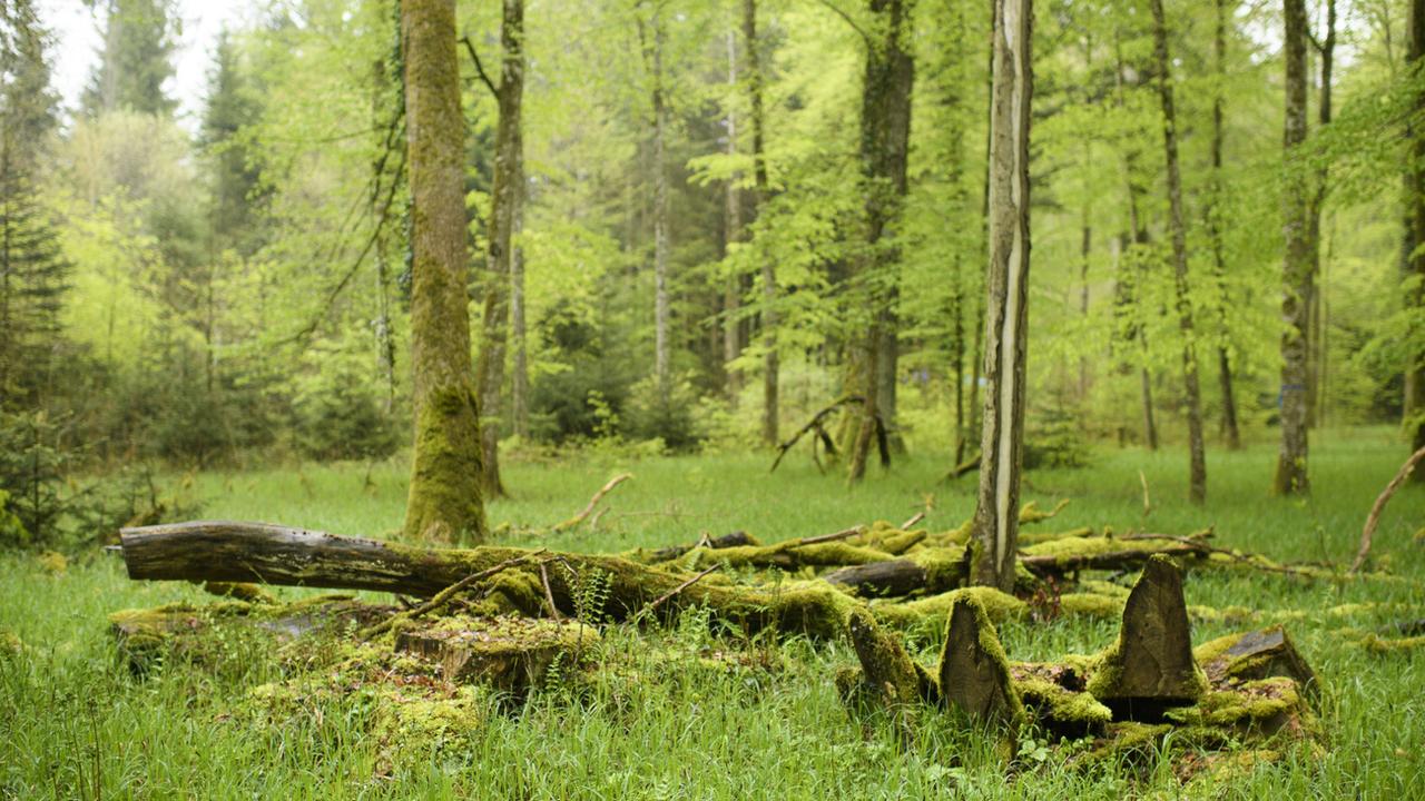 La sécheresse, l'azote et l'acidification des sols mettent à mal les forêts suisses [Keystone]