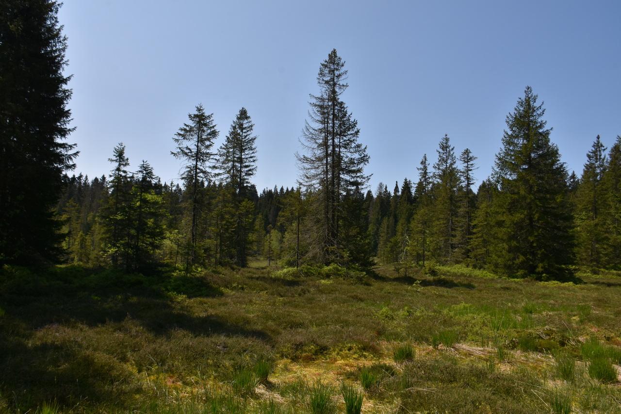 A l'Etang de la Gruère (JU), coopération inédite pour revitaliser une tourbière. [RTS - Gaël Klein]