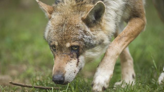 L'organisation Campax a déposé jeudi auprès de la Chancellerie fédérale une pétition munie de plus de 48'000 signatures contre le projet de tir de loups de la Confédération. [KEYSTONE - CHRISTIAN BRUN]