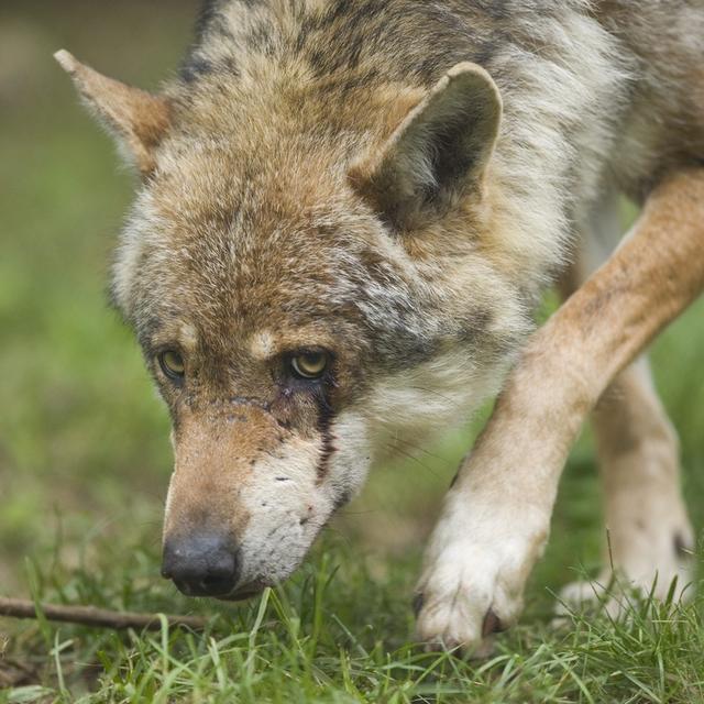 L'organisation Campax a déposé jeudi auprès de la Chancellerie fédérale une pétition munie de plus de 48'000 signatures contre le projet de tir de loups de la Confédération. [KEYSTONE - CHRISTIAN BRUN]