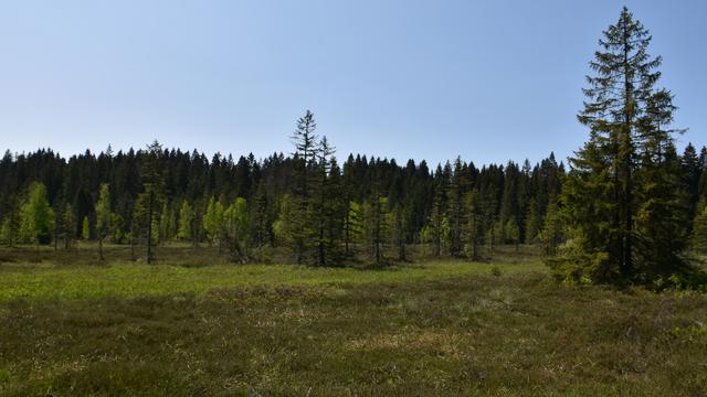 A l'Etang de la Gruère (JU), coopération inédite pour revitaliser une tourbière. [RTS - Gaël Klein]