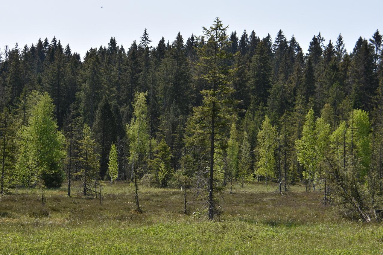 A l'Etang de la Gruère (JU), coopération inédite pour revitaliser une tourbière. [RTS - Gaël Klein]