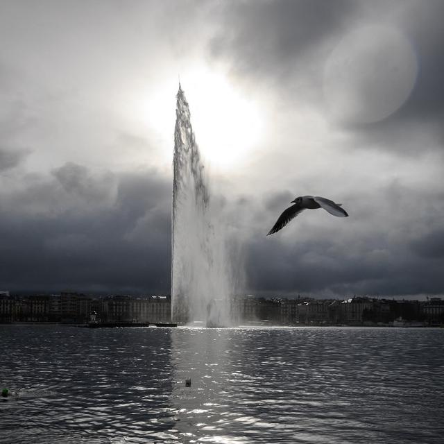 Une mouette passe devant le Jet d'eau de Genève le 1er janvier 2021 (image d'illustration). [AFP - FABRICE COFFRINI]