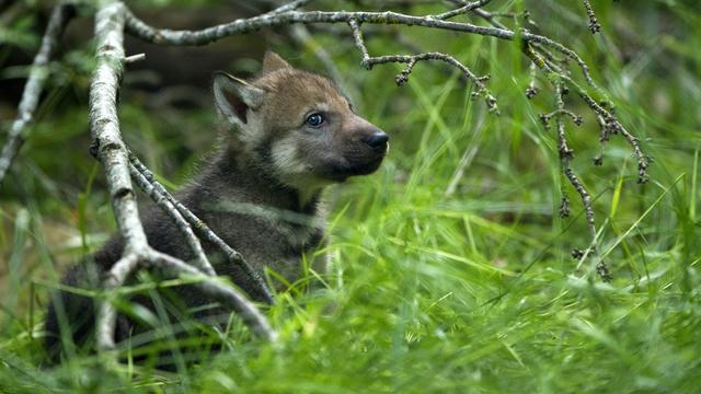 Un louveteau dans un zoo à Berne, en juin 2023. [TIERPARK DAEHLHOELZLI / KEYSTONE]