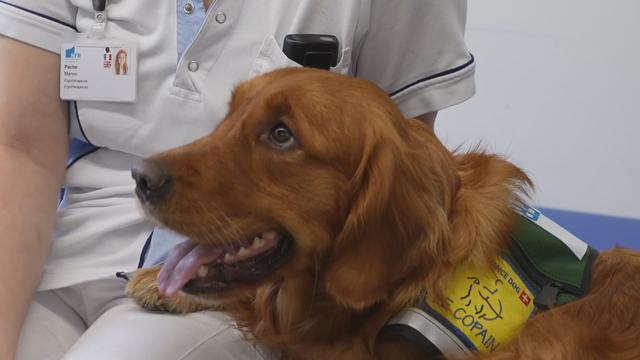 La chienne Indra "travaille" en duo avec une ergothérapeute à à l’HFR Meyriez-Murten. [AFP - Capture d'écran]