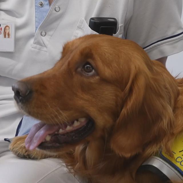 La chienne Indra "travaille" en duo avec une ergothérapeute à à l’HFR Meyriez-Murten. [AFP - Capture d'écran]