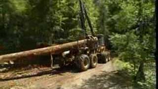 Alerte! Le bostryche revient et ravage les forêts de Suisse romande