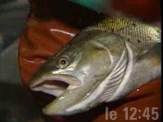 Les truites du lac de Neuchâtel en danger