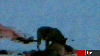 Vallée de Conche (VS): chasse au loup ouverte