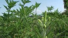 L'ambroisie, une plante fortement allergène à éradiquer