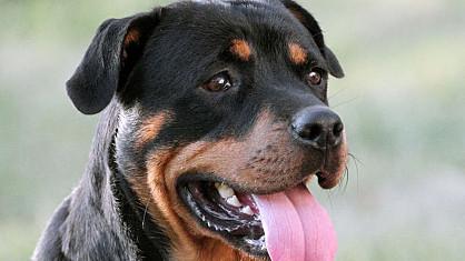 Le rottweiler est un chien considéré comme dangereux (flickr)