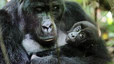 Une famille de gorilles dans le Parc national Kahuzi-Biega