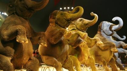 Le cirque Knie et ses éléphants vont sillonner le pays