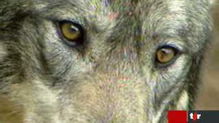 L'Office fédéral de l'environnement prévoit des mesures suite au retour du loup en Suisse