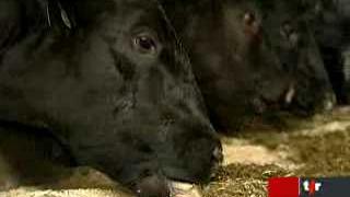 Réchauffement de la planète: l'impact du méthane émis par les vaches