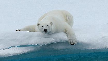 L'ours polaire et sa banquise,2 éléments indissociables (flickr.com)