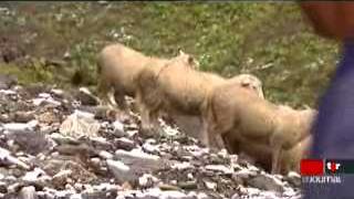 Attaques du loup: les éleveurs de moutons du Chablais (VS) mécontents de leurs indemnisations