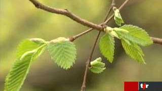 Les allergiques victimes d'un pic de pollen