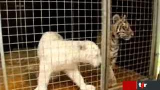 Orages: vent de panique chez les animaux du zoo de Crémines (BE)