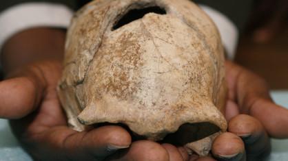 Il s'agit du 1er fossile d'Homo erectus féminin jamais découvert