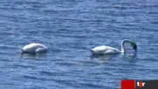 Cet hiver, les oiseaux du lac de Constance ont échappé à la grippe aviaire