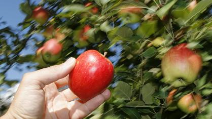 Le temps chaud et humide a fait gonfler les pommes suisses