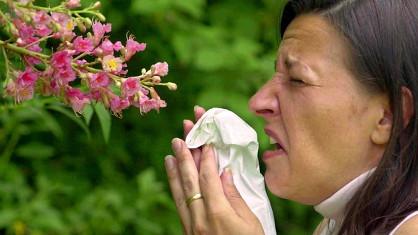 Les fleurs des arbres sont particulièrement menaçantes