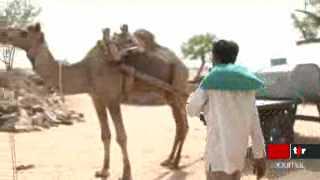 Les agriculteurs du Rajasthan privilégient les chameaux aux tracteurs en raison de l'augmentation du prix de l'essence