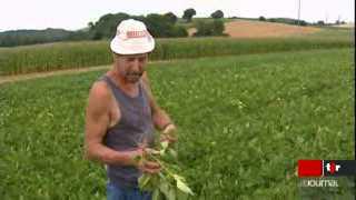 Les pluies et chaleurs de ces derniers temps ont tellement favorisé la croissance des haricots que certains agriculteurs doivent laisser mourir leur culture