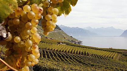 Les vignes de Lavaux ont bénéficié de conditions météo idéales