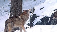 TP/Le loup, l'agneau et le citadin