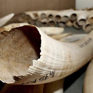 Plus de 23 tonnes d'ivoire illégal ont été saisies en 2011.