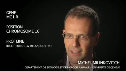 Le gène MC1 R par Michel Milinkovitch
