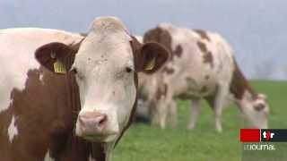 Le patrimoine génétique de la vache percé à jour