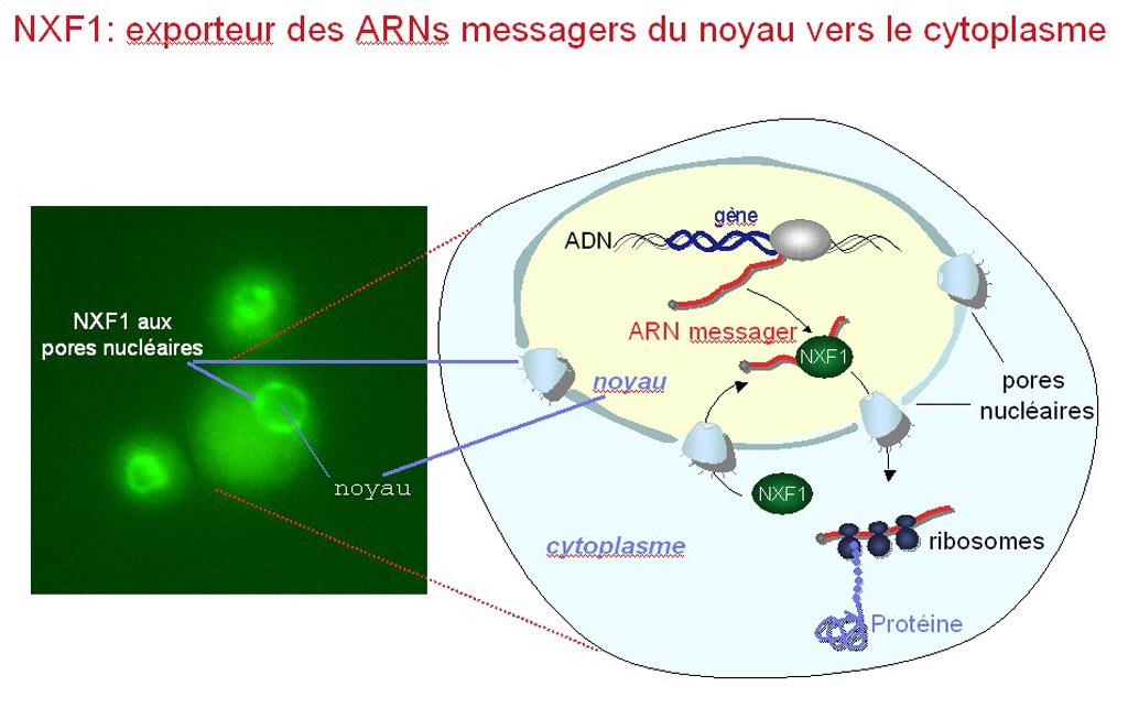 NXF1: exportateur des ARN messagers (cliquez pour agrandir l'image)