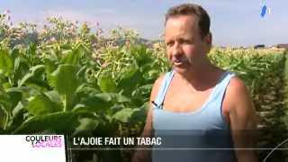 Découverte des producteurs de tabac de Suisse romande, reportage dans le Jura