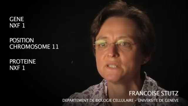 Le gène NXF 1 par Françoise Stutz