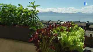 Mon petit jardin bio : salade à tondre et radis et les maladies fongiques