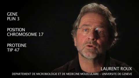 Le gène PLIN 3 par Laurent Roux