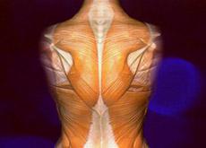 La colonne vértébrale est indissociable du réseau musculaire qui peut être à l'origine des douleurs dorsales