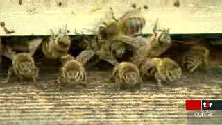 La station de recherche Agroscope Liebefeld-Posieux a lancé de nouveaux projets dans la lutte contre la mortalité des abeilles