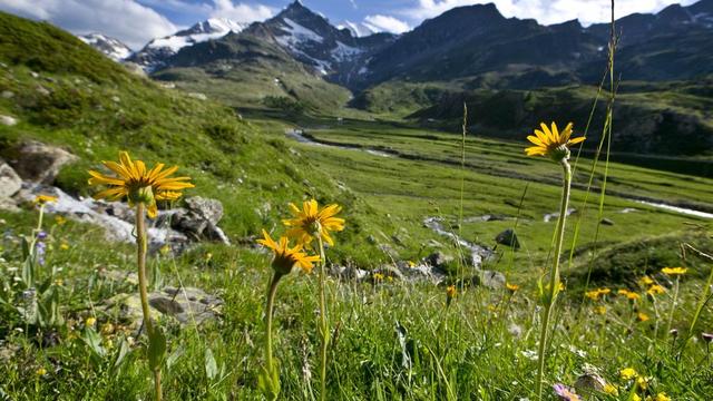 Les prairies hébergent 40% des espèces végétales présentes en Suisse.